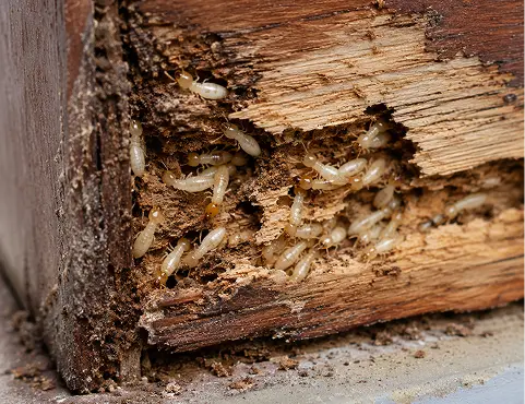 Termites damaging a wooden structure
