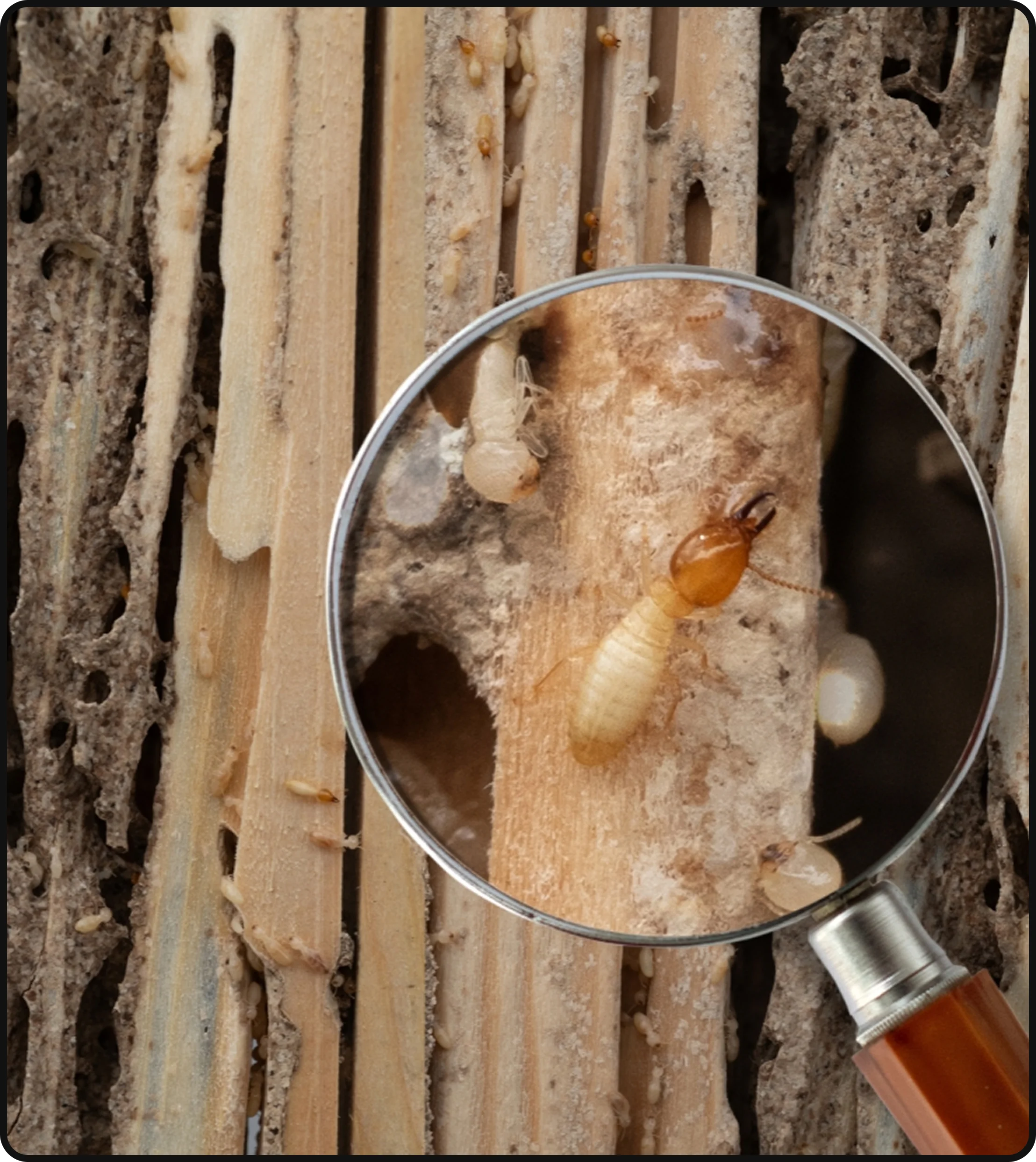 Termites inside damaged wood with visible termite galleries