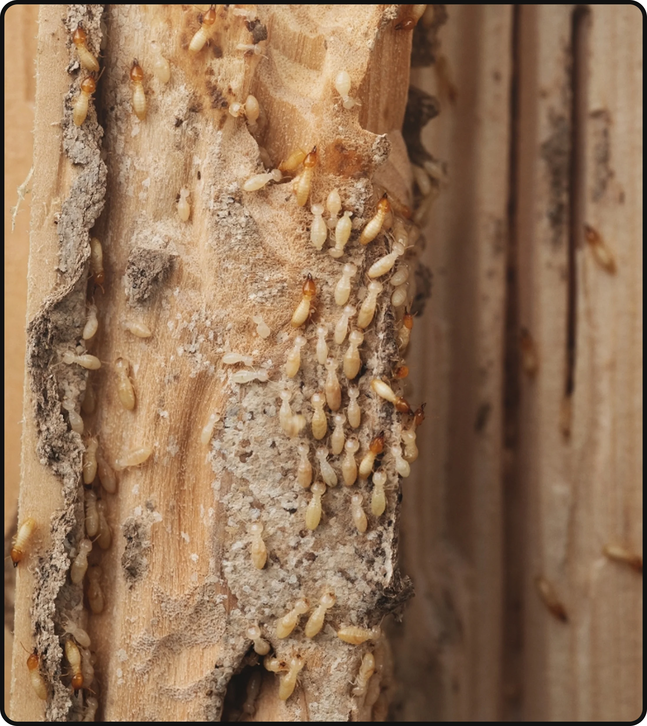 Termite damage and mud tubes visible in wooden framing