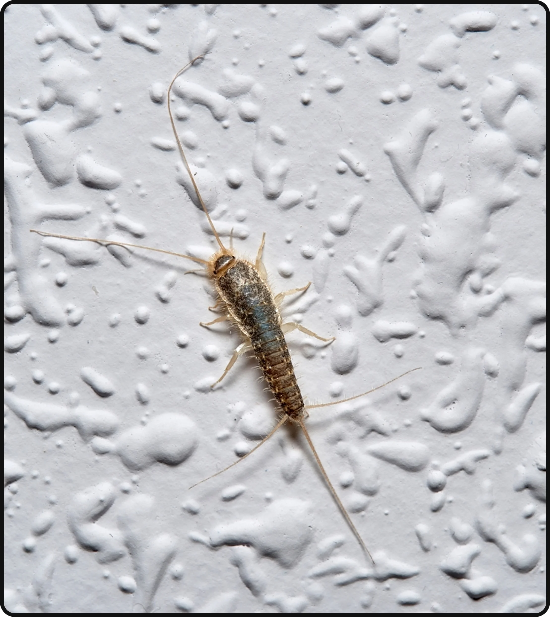 Silverfish crawling on an interior textured wall