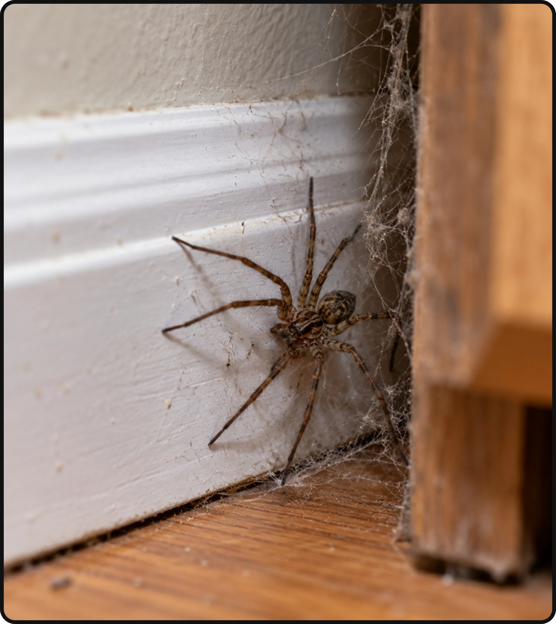 Spider resting on a web near an interior wall and baseboard