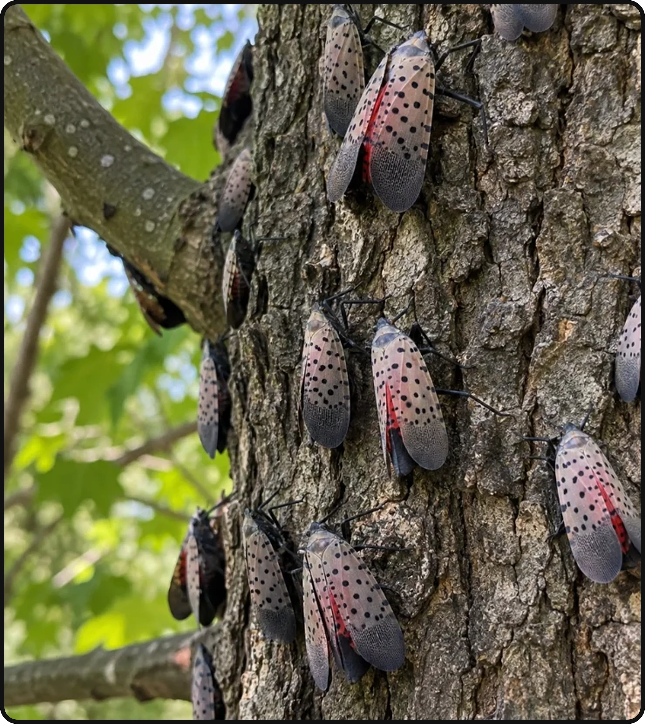Spotted lanternflies gathered on a tree trunk