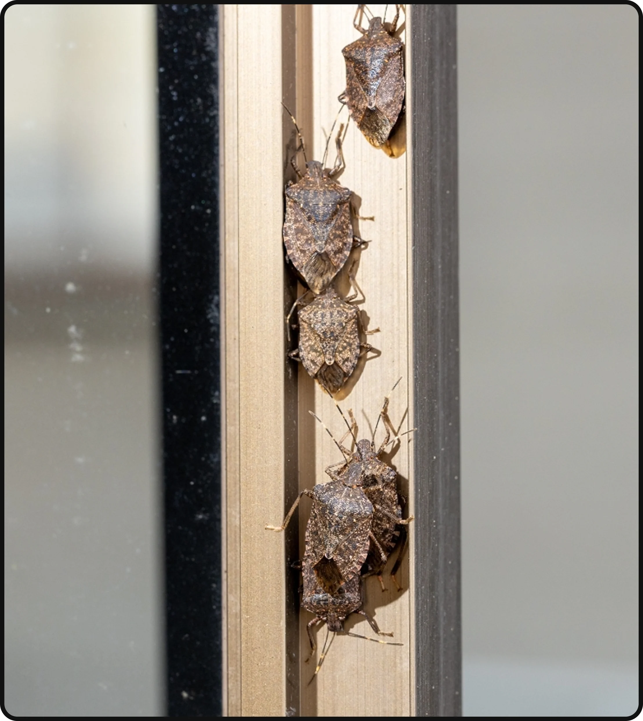 Stink bugs gathering along a sunny home entryway