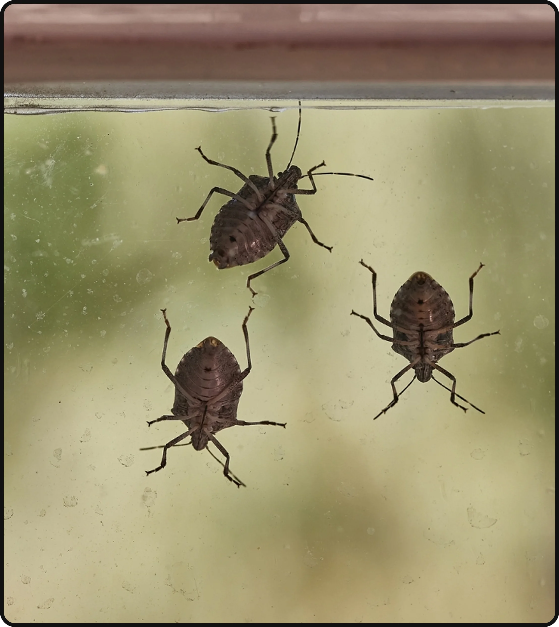 Stink bugs gathered inside a home near a window