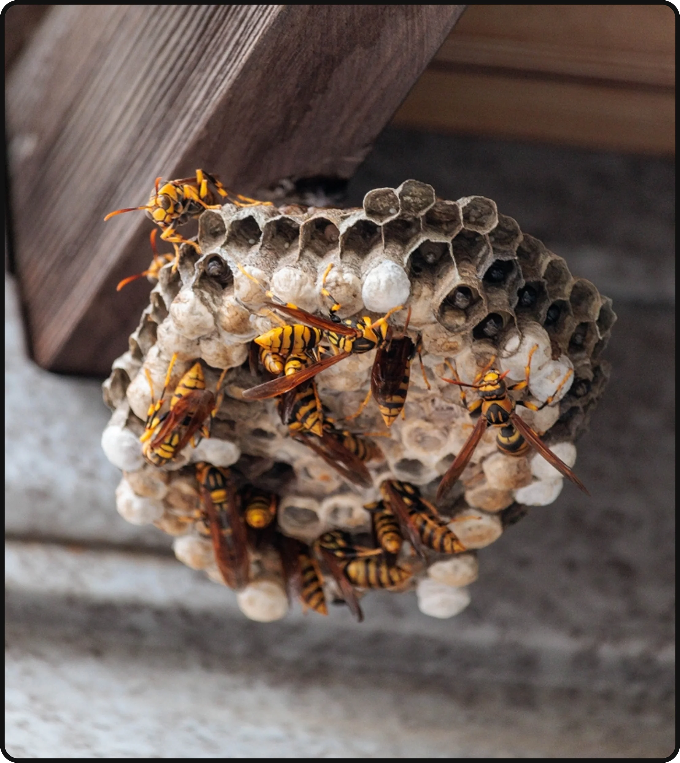 Wasp nest with wasps attached beneath a home eave