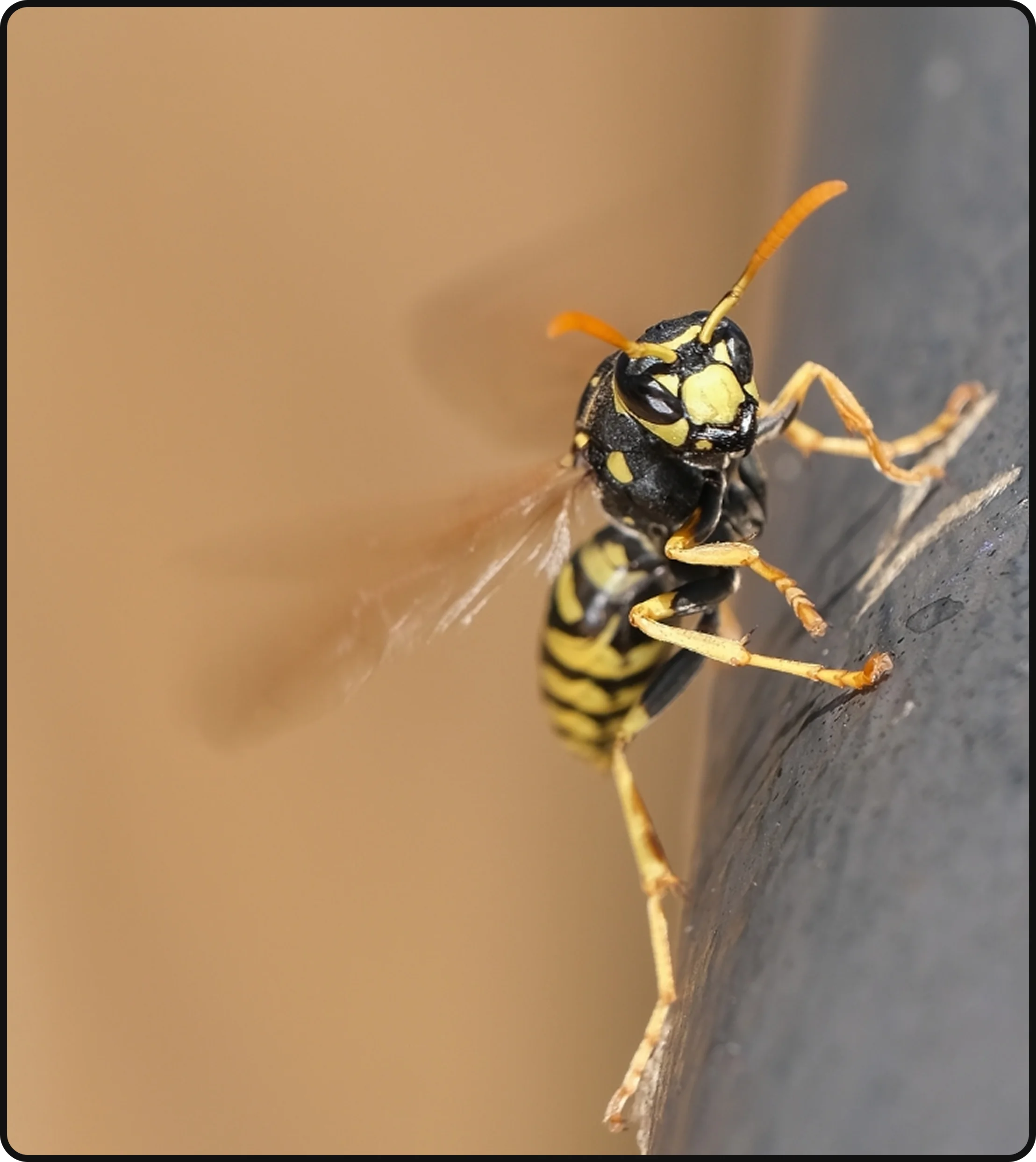 Wasp on the exterior of a home