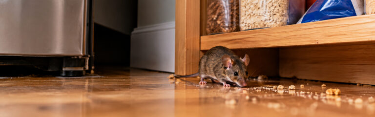 Mice in Your House? What Hudson Valley Homeowners Should Do First
