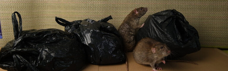 Rodent Control vs. Rodent Exclusion: What’s the Difference?