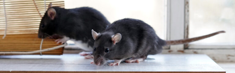 What Pests Are Most Common in the Hudson Valley? A Homeowner’s Guide