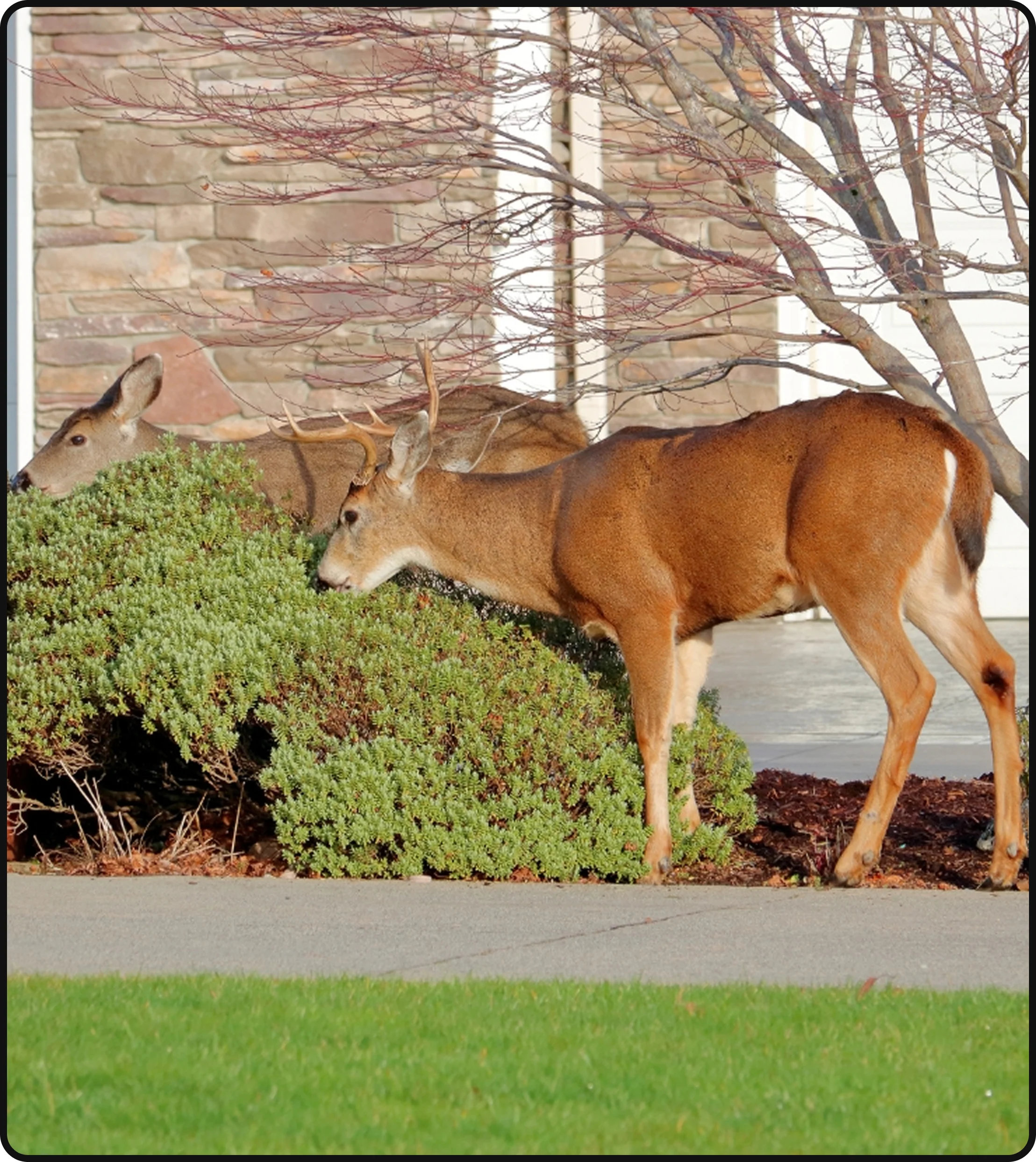 Deer browsing on shrubs near a residential property