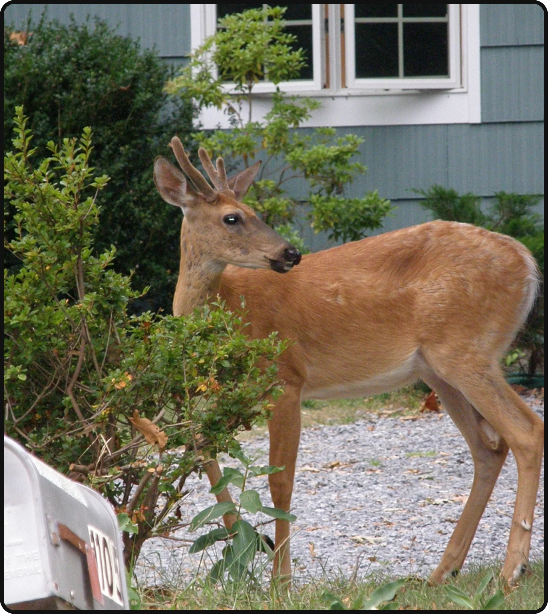 Deer near a residential property and landscaping