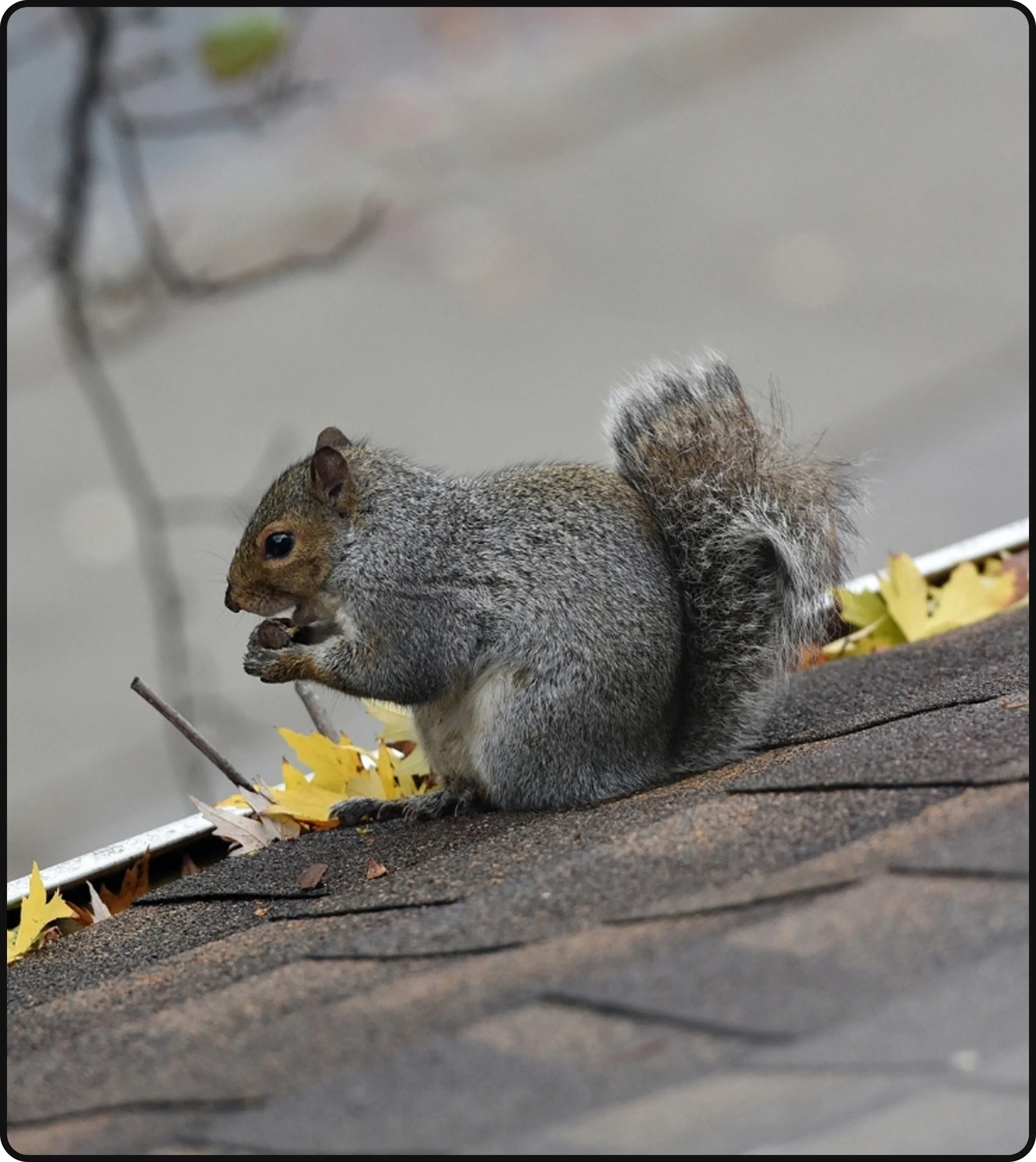 Gray squirrel on the roof of a home in the Hudson Valley