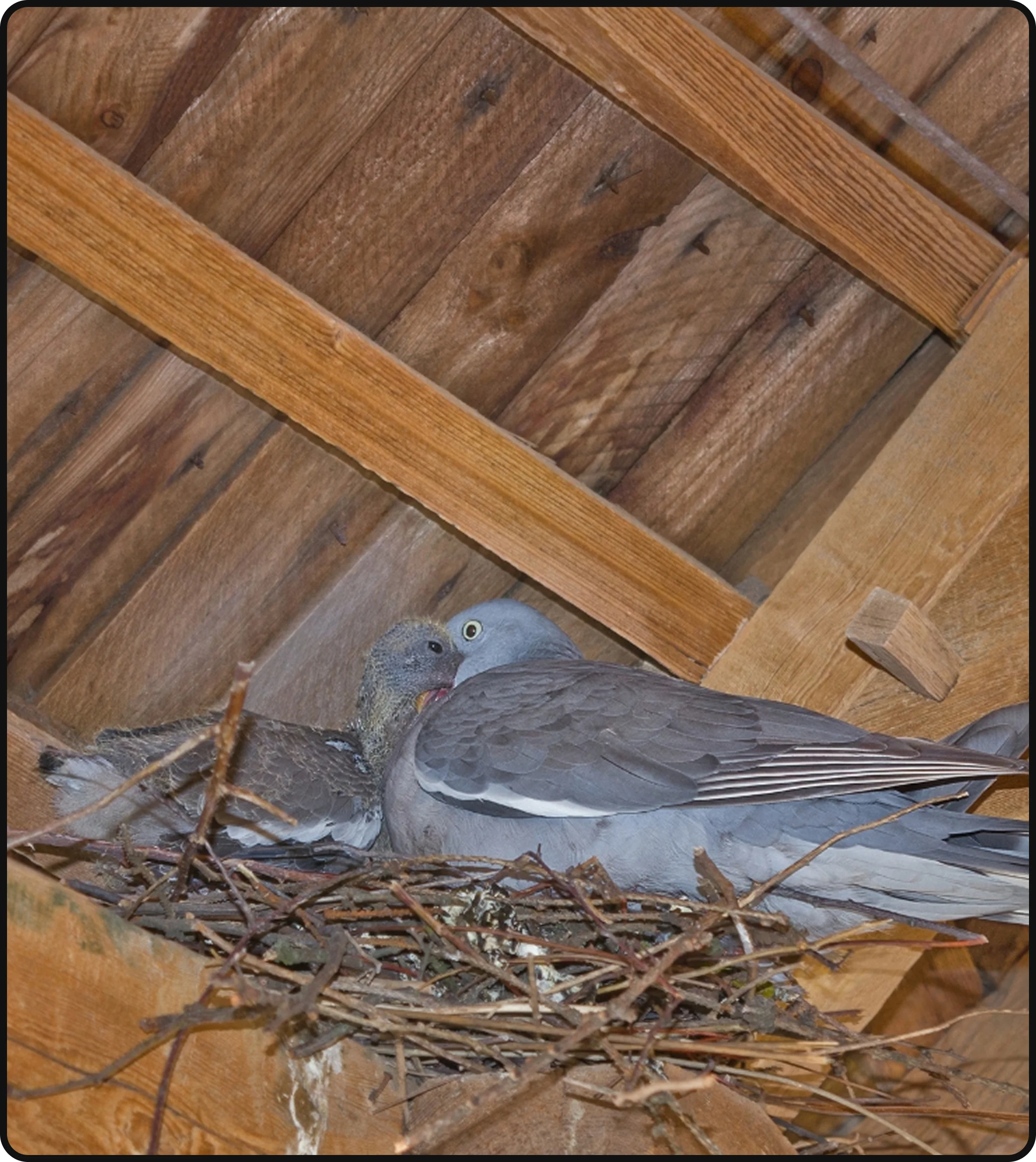 Pigeons nesting inside a residential attic