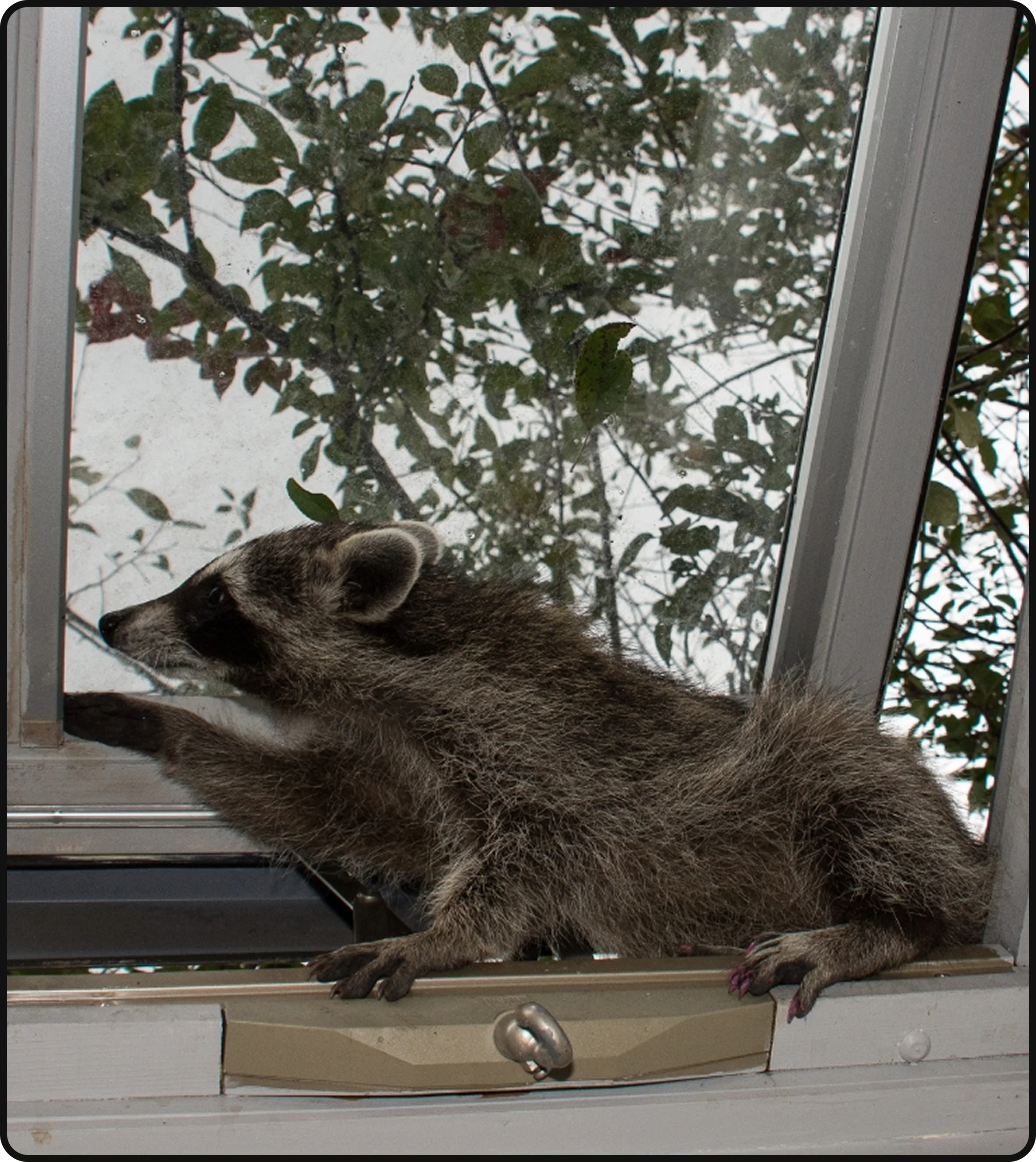 Raccoon sitting on a residential window ledge