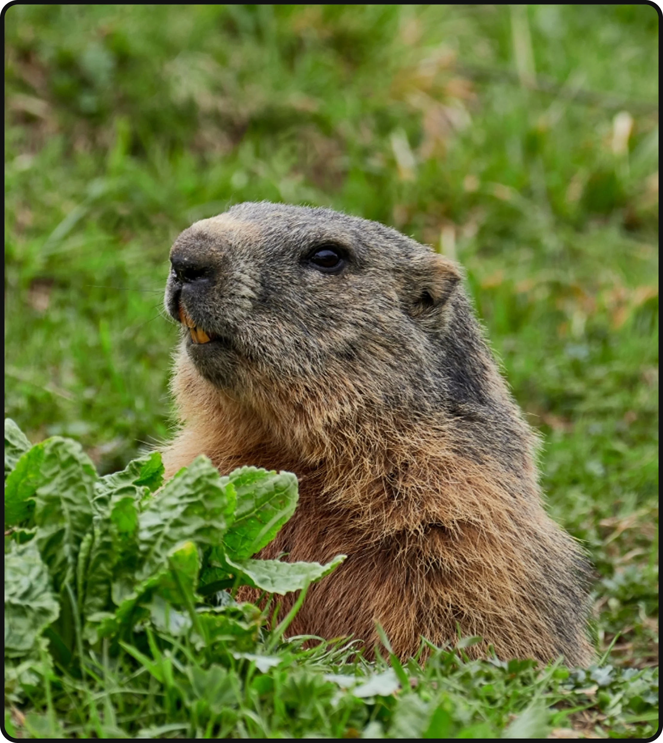 roundhog-in-residential-yard-wildlife-control