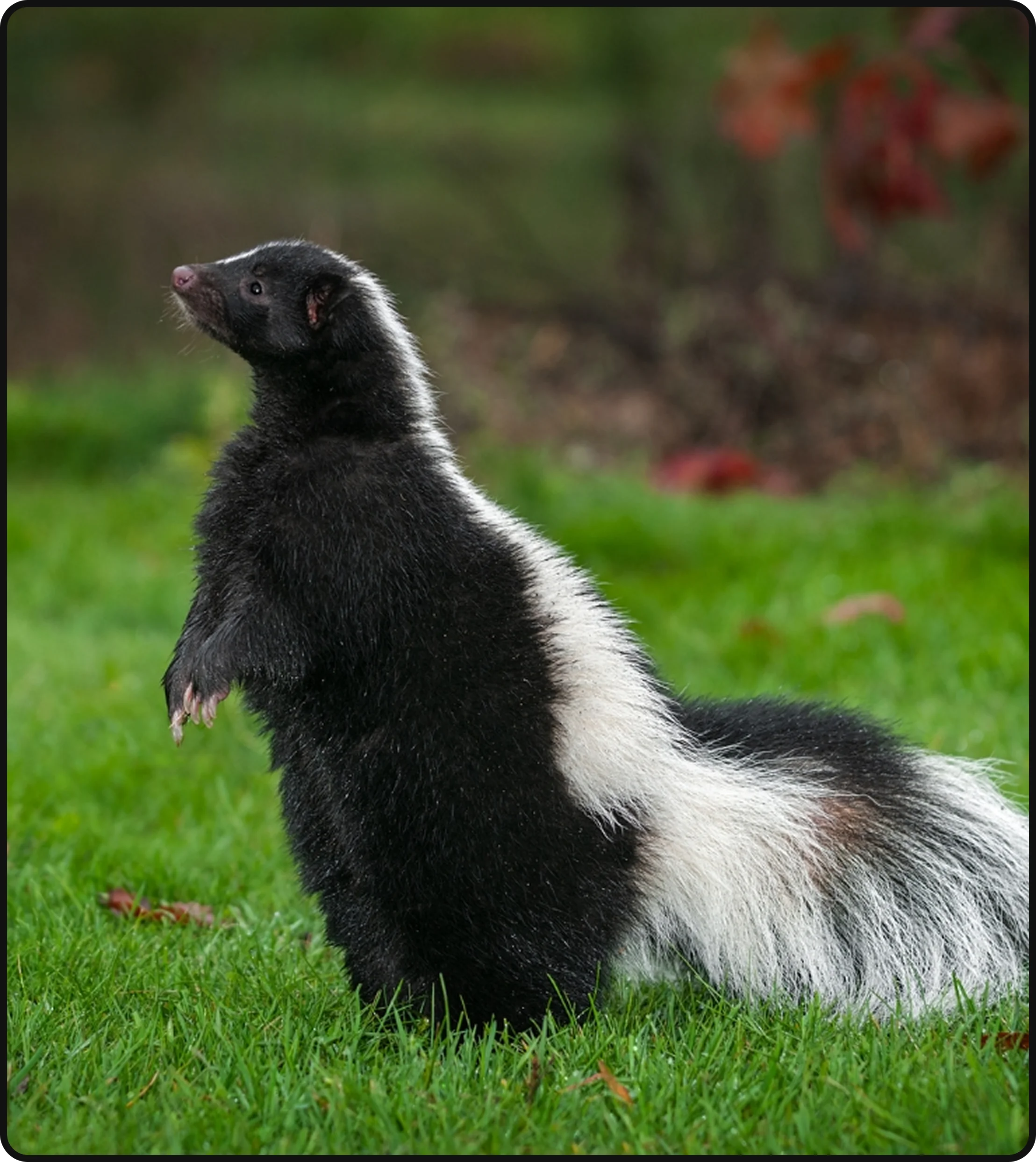 Skunk standing in a grassy residential yard