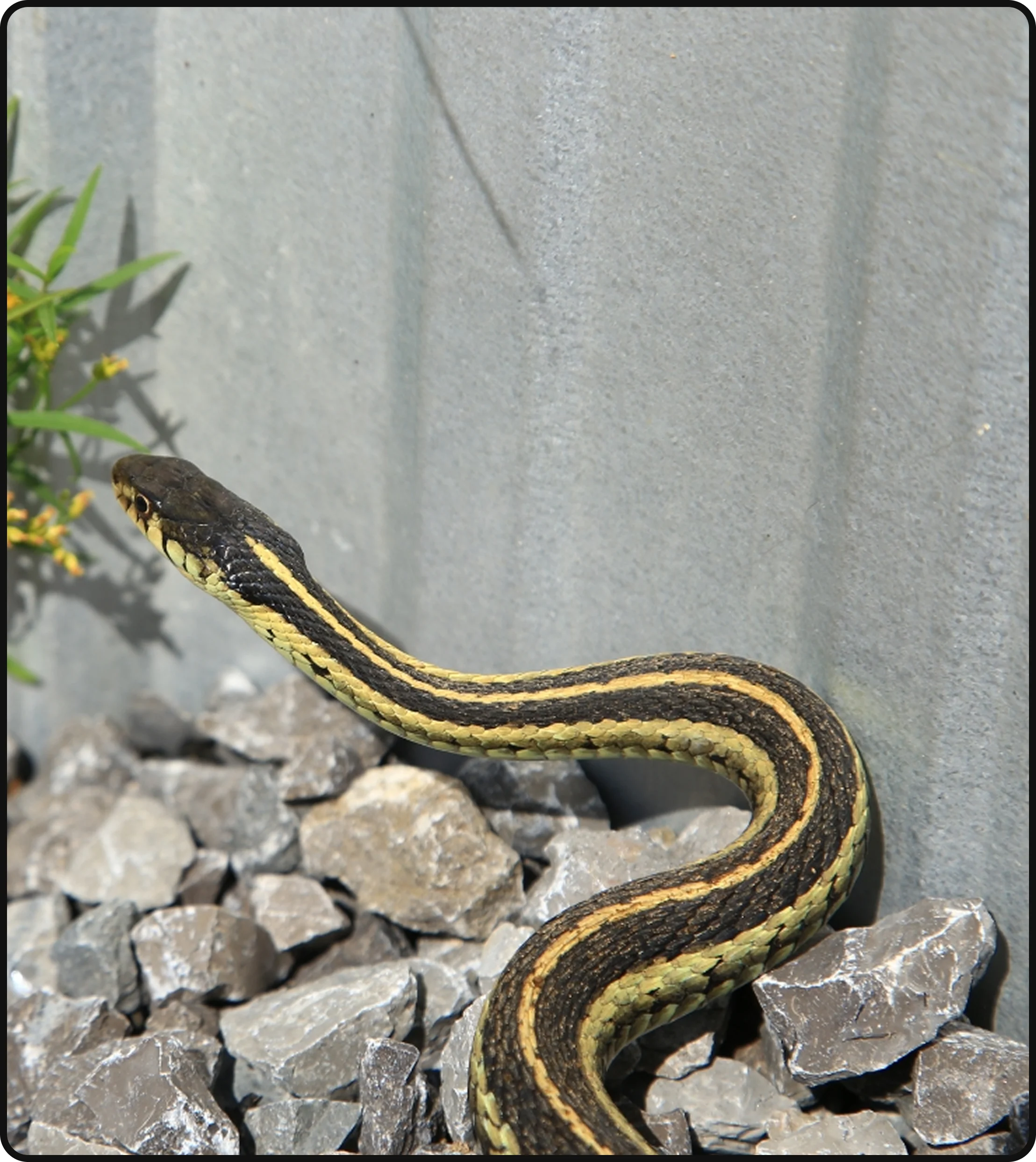Striped snake near a residential property during snake control service