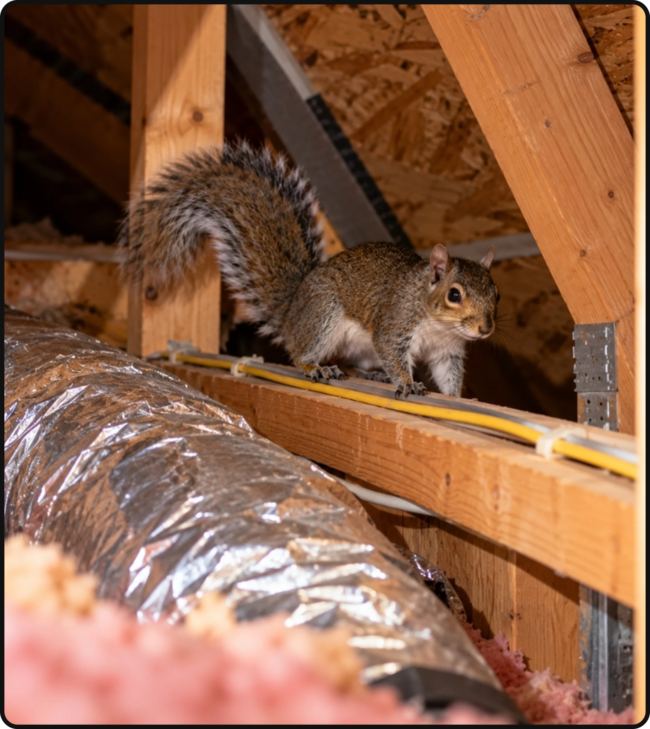Squirrel inside a residential attic near insulation