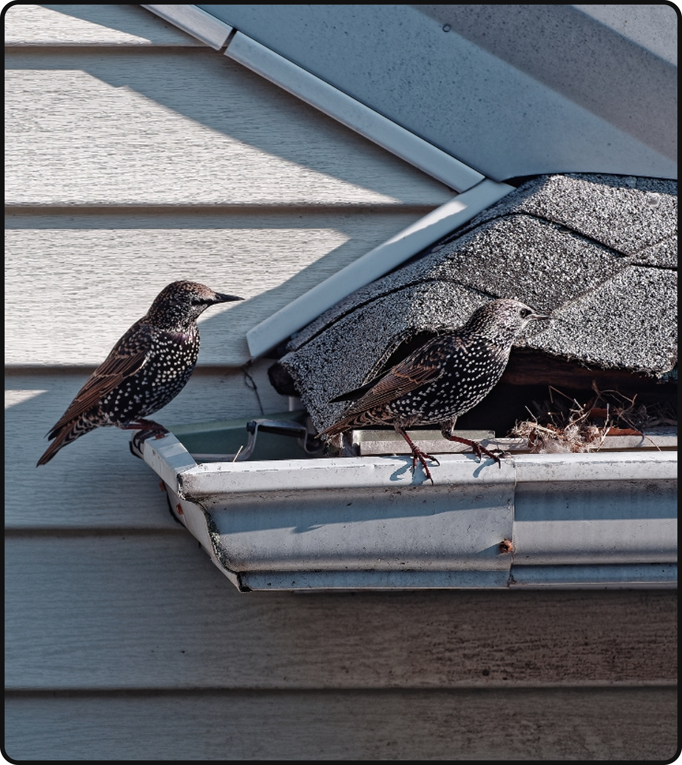 Starlings nesting near a residential roof gutter