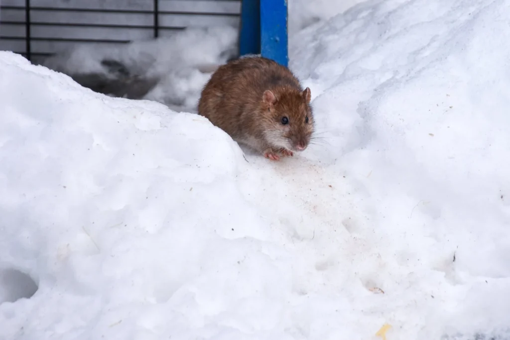 Mouse in the snow outside a building during winter